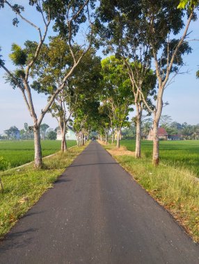 Her iki tarafında ağaçlar olan düz asfalt yol, etrafını çevreleyen geniş ve yeşil pirinç tarlaları, parlak güneş ışığı.