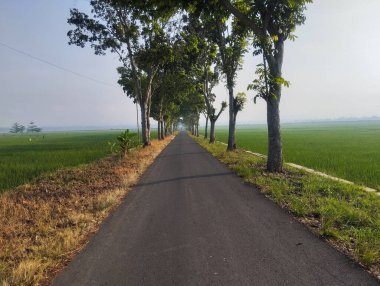  Her iki tarafında ağaçlar olan düz asfalt yol, etrafını çevreleyen geniş ve yeşil pirinç tarlaları, parlak güneş ışığı.