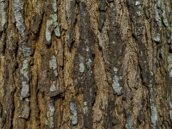 Текстура дерева. Поверхность дерева, подходящая для фона.