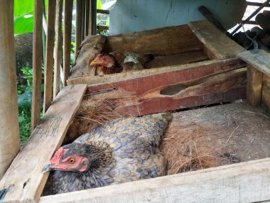 Tavuk ahşap kutuda yumurtalarının üzerinde derin derin düşünüyor..