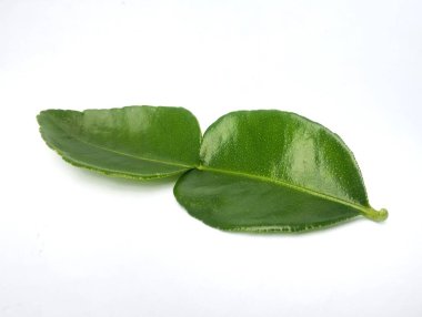 Kireç yaprakları yeşil, beyaz arka planda izole edilmiş.
