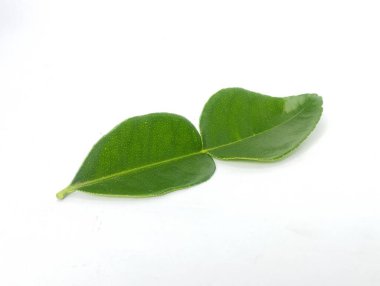 Kireç yaprakları yeşil, beyaz arka planda izole edilmiş.