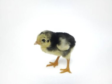 Sarı benekli siyah piliç, beyaz arka planda izole edilmiş.