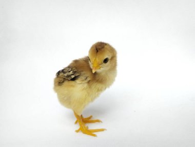 Sarı bir civciv beyaz arka planda izole edilir..
