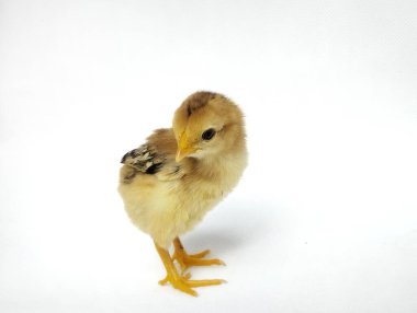 Sarı bir civciv beyaz arka planda izole edilir..
