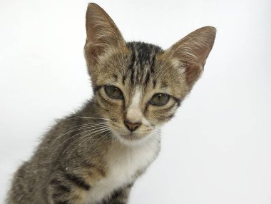 Siyah çizgili gri tüylü bir kedi yavrusu, beyaz bir arka planda izole edilmiş.