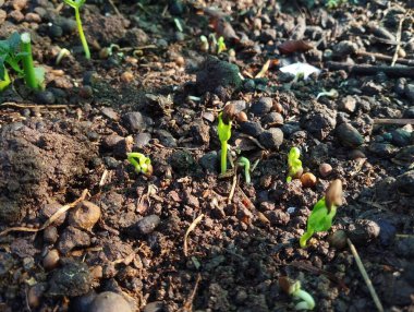 Tohumlardan büyüyen tohumlar ve parlayan güneş ışığı.. 