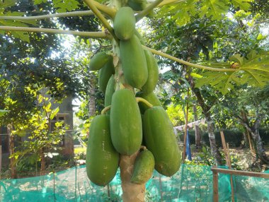 Kaliforniya papaya ağaçları bol meyve verir.