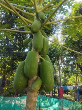 Kaliforniya papaya ağaçları bol meyve verir.
