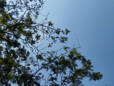 Ağaç dalları ve yapraklar mavi gökyüzünün arka planına doğru yayıldı..