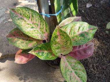 Ornamental plants called aglaonema with green leaves with red spots, inside the plant pot. clipart