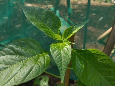 Biber ağacı yaprakları yeşil ve güneş ışığına maruz kalmış..