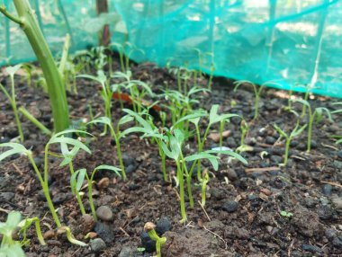 Tohumlardan büyüyen tohumlar ve parlayan güneş ışığı..