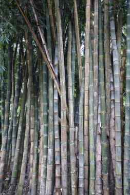 Tayland 'daki Bambu Ormanı