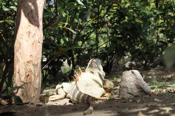 Yerde bir kertenkele var.