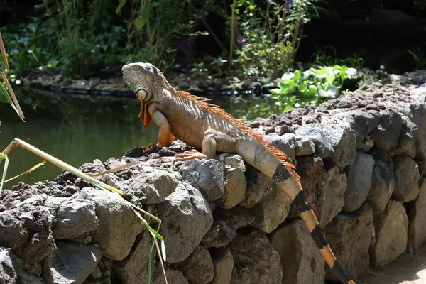 Ulusal parktaki bir taşın üzerinde büyük kahverengi bir iguana.