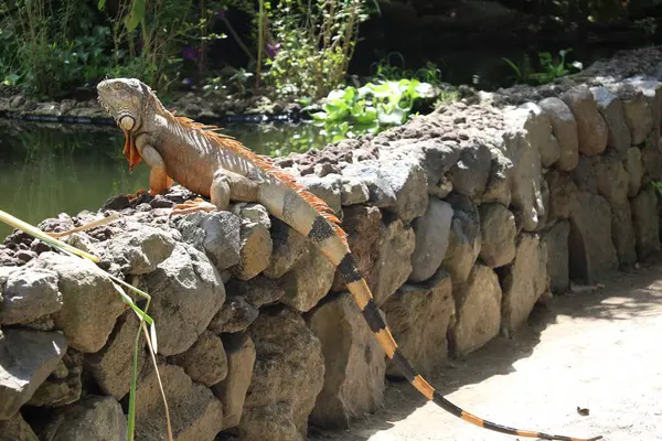 Kayalık bir duvarda güneşlenen bir iguana