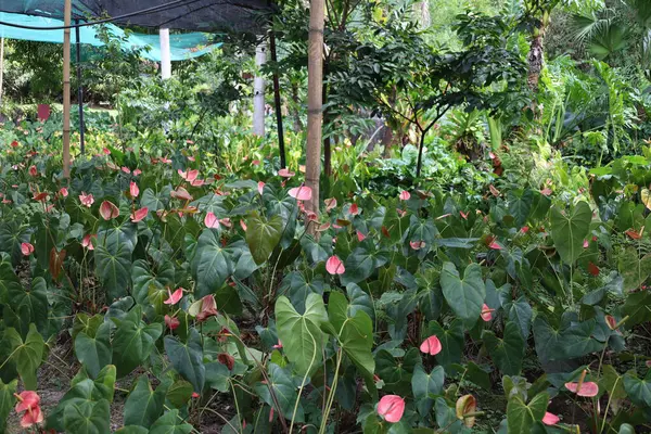 Bahçedeki güzel çiçekler