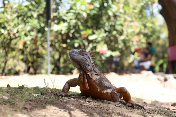 Kırmızı iguana yerde poz veriyor.