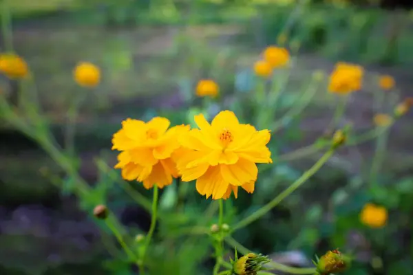 Bahçedeki güzel çiçekler