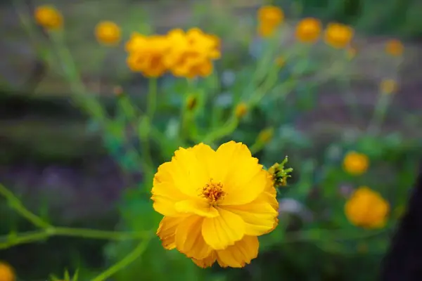 Bahçedeki sarı çiçek