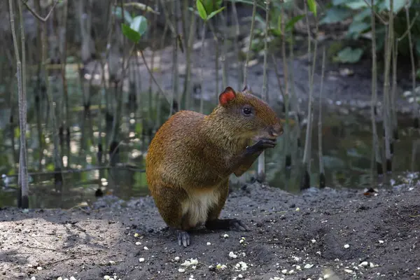 Kızıl Sincap (sincap Sciuriensis) )