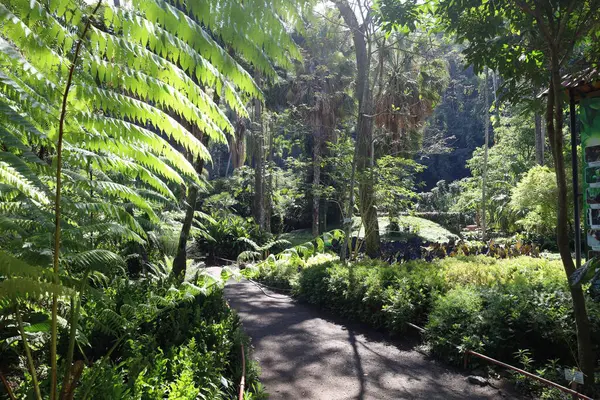 Tayland adasının tropik bahçesi.