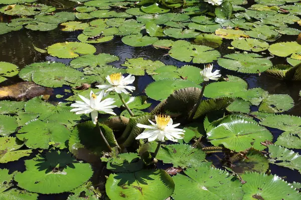 Suda beyaz su zambağı