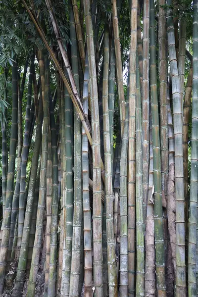 Tayland 'daki Bambu Ormanı
