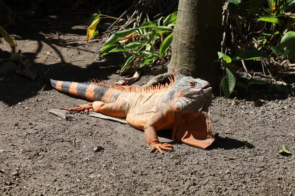 İguana yerde.