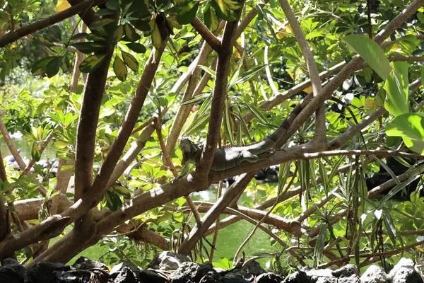 Bahçede yeşil yapraklar ve iguana