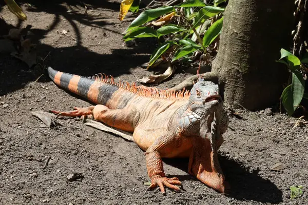 İguana yerde kameraya bakıyor.