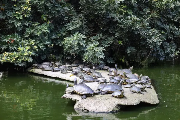 Bahçede yeşil yapraklar ve iguana