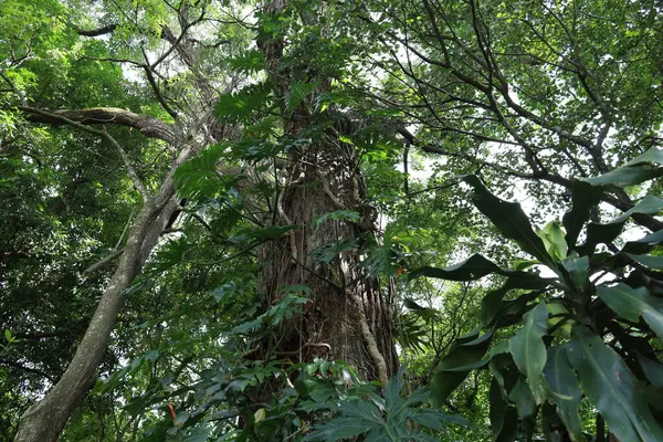Yağmur ormanındaki büyük yeşil ağaç