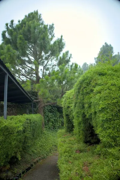 Bereketli yeşil ağaçlar ve dolambaçlı bir yol içeren güzel bir bahçe. Huzurlu ve davetkar bir atmosfer yaratıyor. Yol canlı yeşilliklerden geçiyor. Yürüyüşler ve rahatlama için huzurlu bir yer sunuyor.