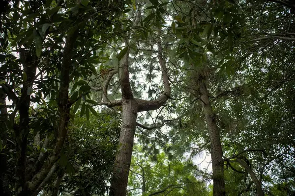 Ormanın zemininden yukarıya doğru, sık ve gür bir ormandaki yüksek ağaçların yoğun tepe örtüsünü ortaya çıkarıyor. Güneş ışığı yaprakların arasından süzülür, aşağıdaki gölgelere gölge düşürür, doğaya derinlik ve dalma hissi yaratır..