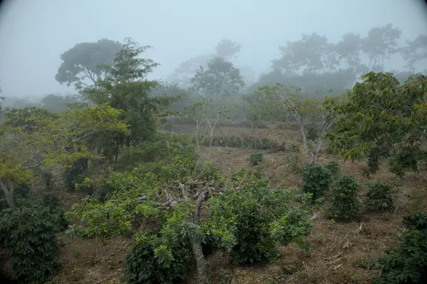 Ormanın derinliklerine yerleşmiş bitkilerle kaplı terk edilmiş bir kahve tarlasının ürkütücü bir görüntüsü. Çiftliğin kalıntıları yavaş yavaş doğa tarafından geri alınıyor. Bir zamanlar ekilmiş olan toprakları yabani bitkiler ve ağaçlar ele geçiriyor..