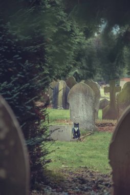 Üzerinde R.I.P işareti olan bir mezarın yanında siyah kedi olan ürkütücü bir mezarlık sahnesi..