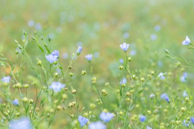Meadow with purple flowers background. Linen, Flax, Linseed green field with blue or purple flowers in bloom and buds swaying in the wind in a sunny day. No horizon. Positive close-up with copy space