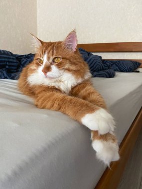 Kızıl kedi, kızıl kedi, tüylü kedi, komik tüylü kedi, uzun saçlı kedi, uyuyan kedi, yatakta yatan kedi