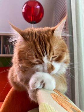 Kedi yerde yatıyor. Kızıl kedi kendini yalıyor, tüylü kedi.