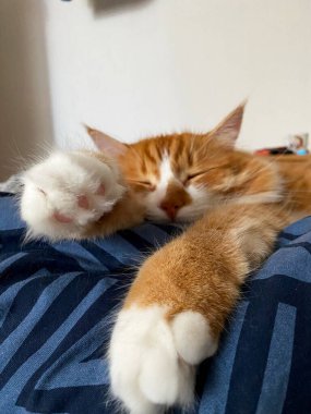 Yataktaki kedi, kızıl kedi, tüylü kedi, uyuyan kedi