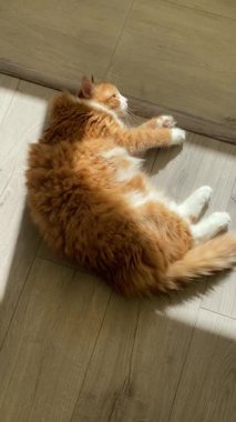 Kızıl kedi yerde yatıyor ve yuvarlanıyor.