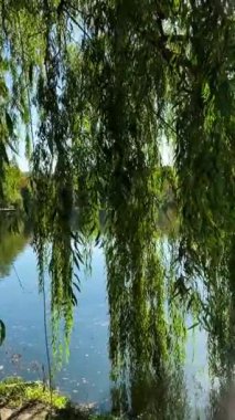 Güzel göl manzarası