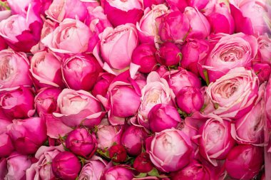 Çok sayıda pembe gül tomurcuğunun yakın plan görüntüsü, zarif taç yapraklarını ve canlı renklerini gözler önüne seriyor..