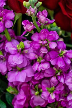 Yeşil sapları ve yaprakları görünür olan canlı mor çiçek demetinin yakın plan görüntüsü..