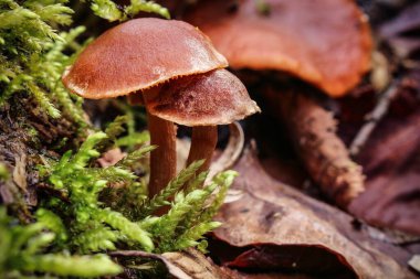 Orman zemininde yosun tutan iki kahverengi mantarın yakın plan çekimi..