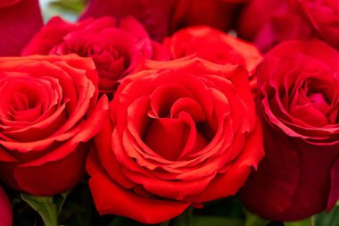 Kırmızı güllerin yakın plan çekimi. Karmaşık taç yapraklarını ve canlı renklerini gözler önüne seriyor..