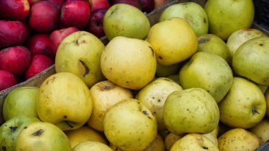 Yeşil elmalarla dolu bir sandığın yakın plan görüntüsü kusurlu güzelliklerini ve şekillerindeki ve renklerindeki doğal varyasyonlarını gözler önüne seriyor..