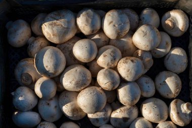 Beyaz mantarlarla dolu bir sandığın yakın plan fotoğrafı. Mantarlar üst üste yığılmış, bazıları da gölgelere dönüşmüş..